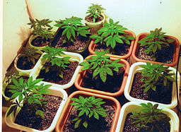 marijuana cultivation for Spanish Fork couple